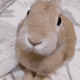 Slungus Bunny Logo